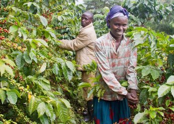 Brève: Investissement de Nespresso en RDC